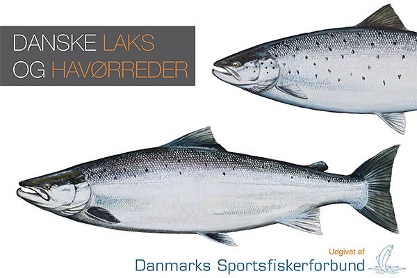 Danske Laks og Havørred guide - Danmarks Sportsfiskerforbund