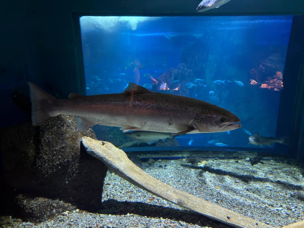 Atlanterhavslaks